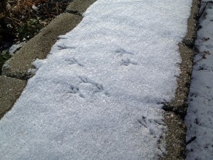 bird prints in the snow.