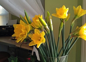 My daffodils opened today.